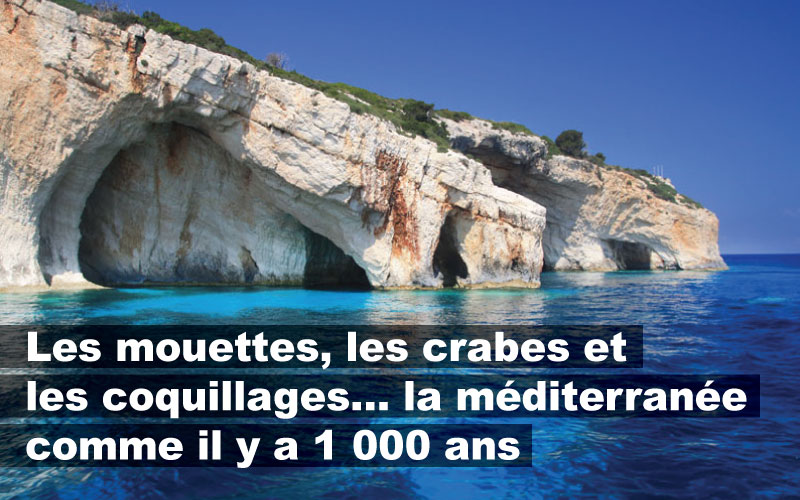 Les mouettes, les crabes et les coquillages…la méditerranée comme il y a 1 000 ans
