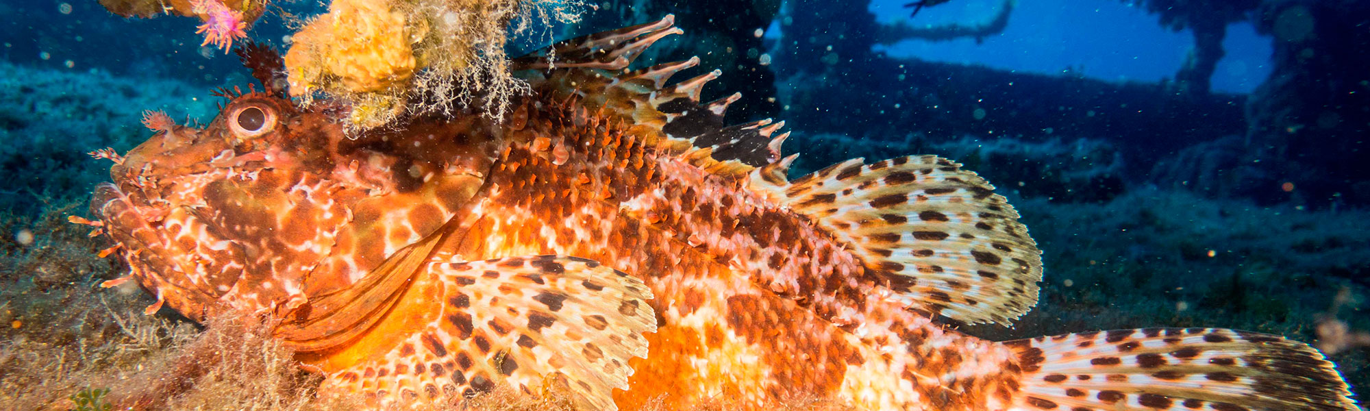 Akvarij i muzej - Vodice smještaj i apartmani u okolici | Apartmanija.hr